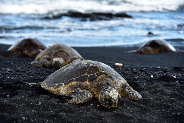 Où observer les tortues pondre sur les plages sans perturber leur habitat naturel?